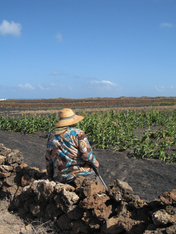 a picture called Trainingslager Lanzarote 2007 Bild 39 should be here...